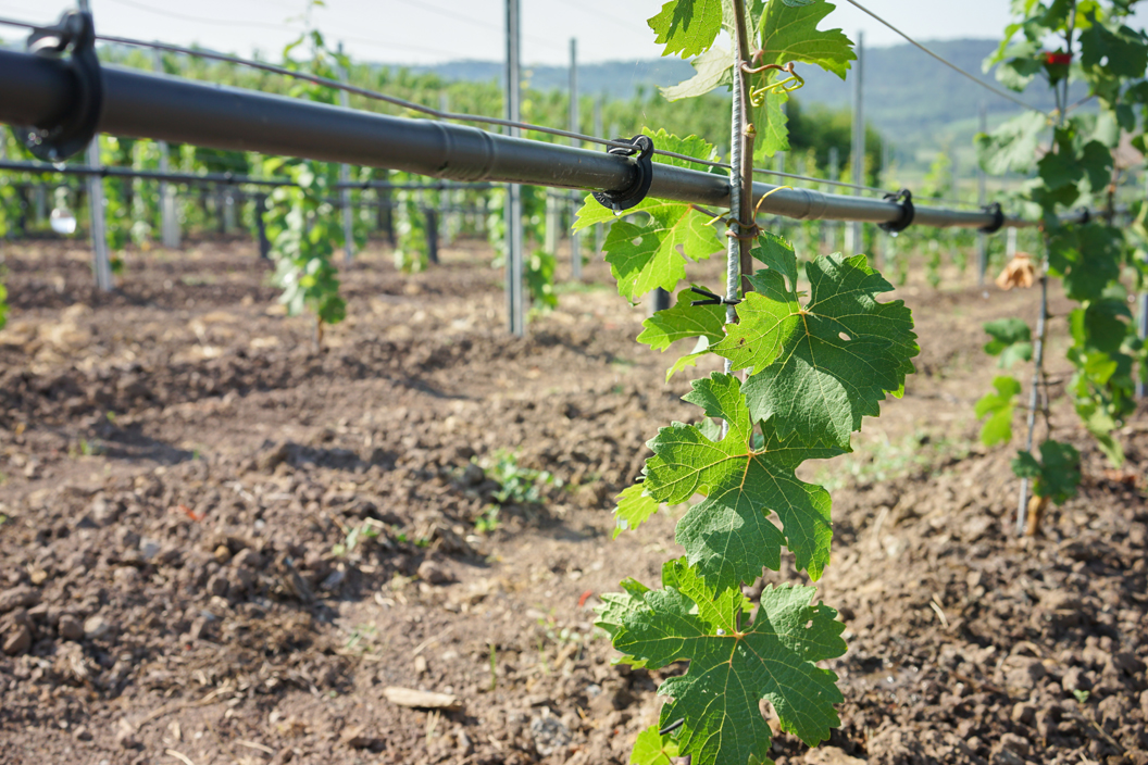 Bewässerung Weinbau