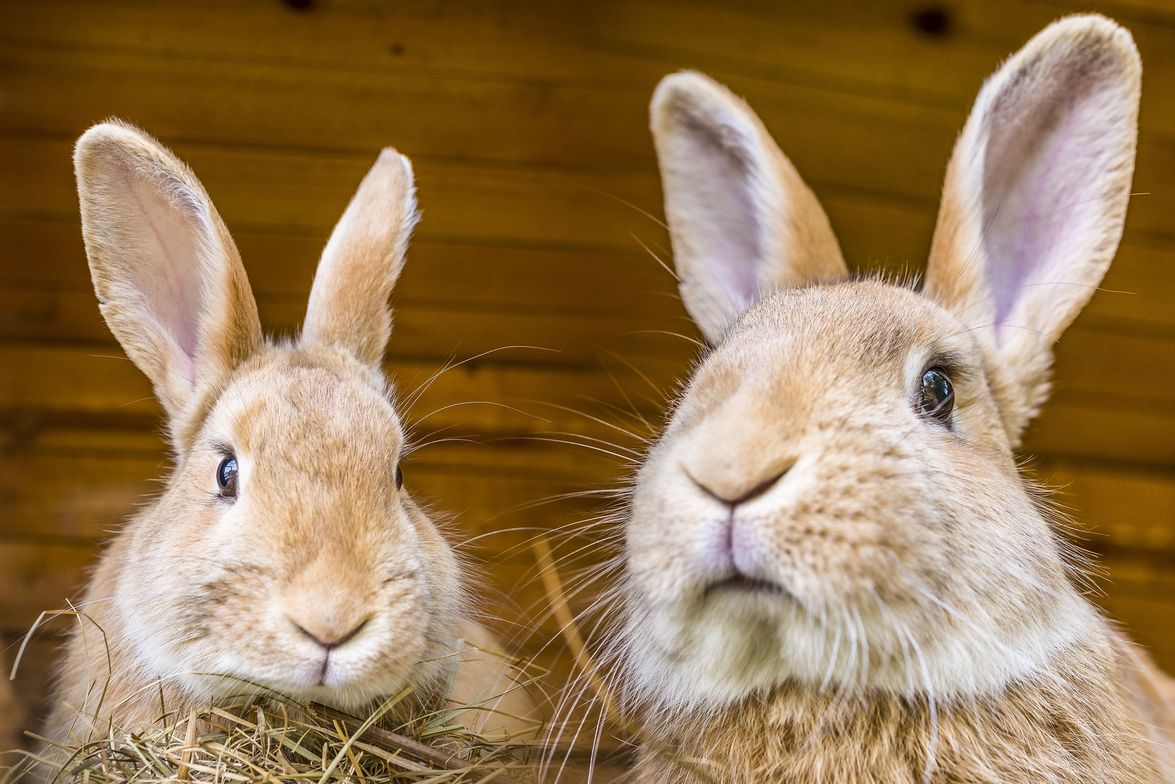 Zwei Kaninchen im Stall
