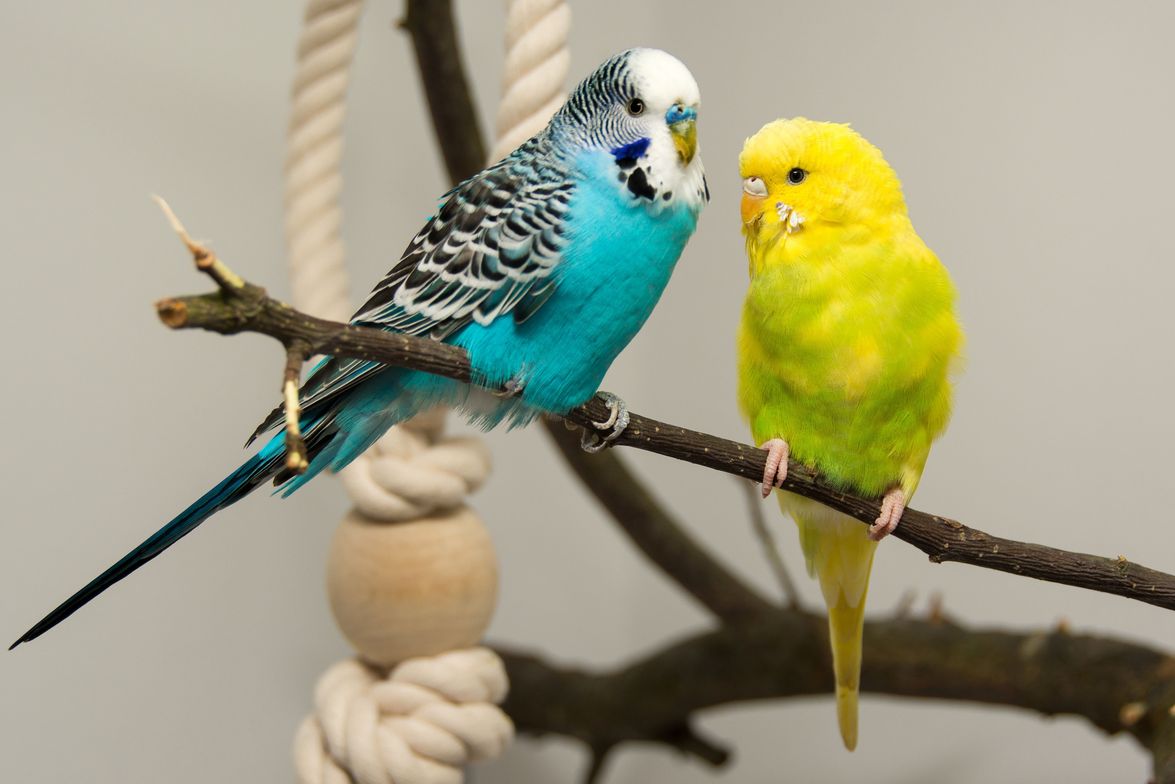 Ziervögel blau und gelb