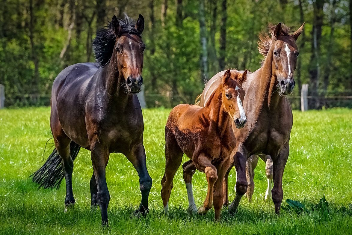 Drei Pferde auf der Wiese